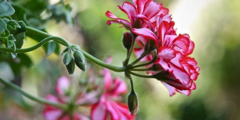 Královská pelargónie nebo pelargonium (70+ fotografií): aristokratka ve velkolepých šatech